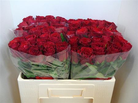 Срезанные цветы оптом Rosa large rhodos от 400шт из Голландии с доставкой по России