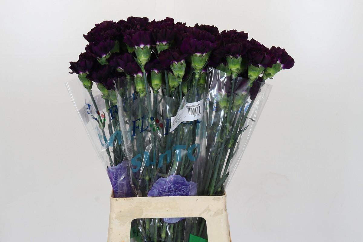 Срезанные цветы оптом Dianthus st florigene moonvista от 80шт.. из Голландии с доставкой по России
