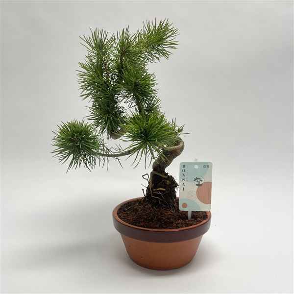 Горшечные цветы и растения оптом Bonsai Pinus от 2шт из Голландии с доставкой по России
