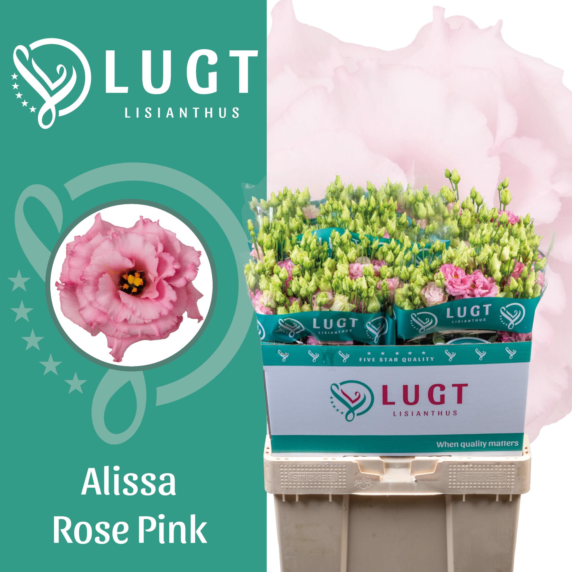 Срезанные цветы оптом Lisianthus do alissa rose pink от 50шт из Голландии с доставкой по России