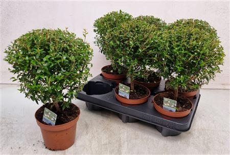 Горшечные цветы и растения оптом Myrtus Com от 6шт из Голландии с доставкой по России