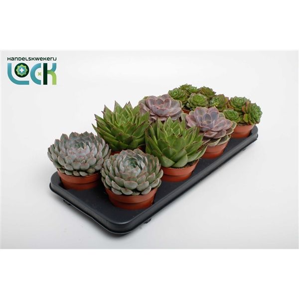 Горшечные цветы и растения оптом Echeveria Mix от 6шт из Голландии с доставкой по России