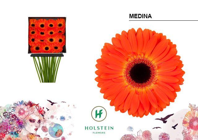 Срезанные цветы оптом Gerbera diamond medina от 15шт из Голландии с доставкой по России