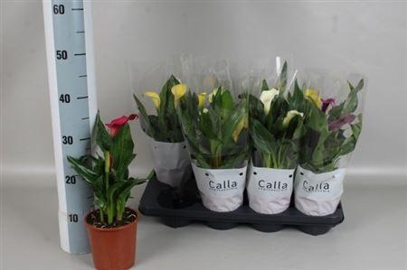 Горшечные цветы и растения оптом Zant Gem 4 Kl от 8шт из Голландии с доставкой по России