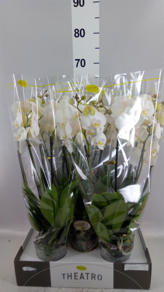 Горшечные цветы и растения оптом Phalaenopsis ...white от 5шт из Голландии с доставкой по России