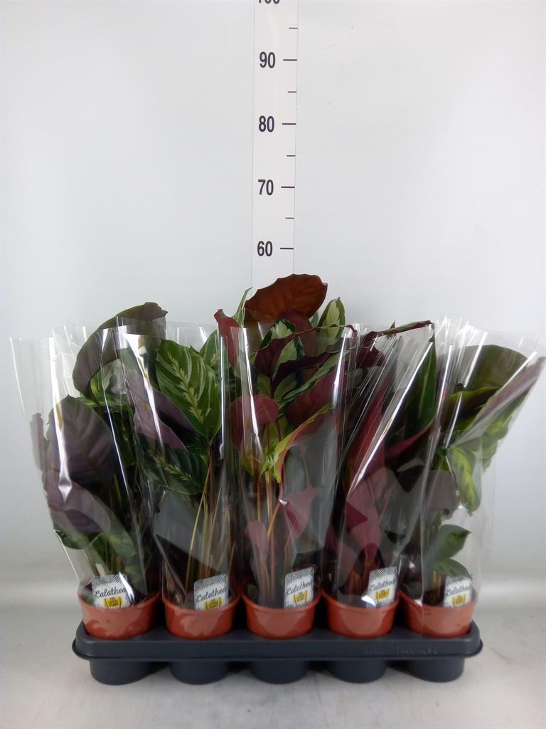 Горшечные цветы и растения оптом Calathea   ...mix 4 от 10шт из Голландии с доставкой по России
