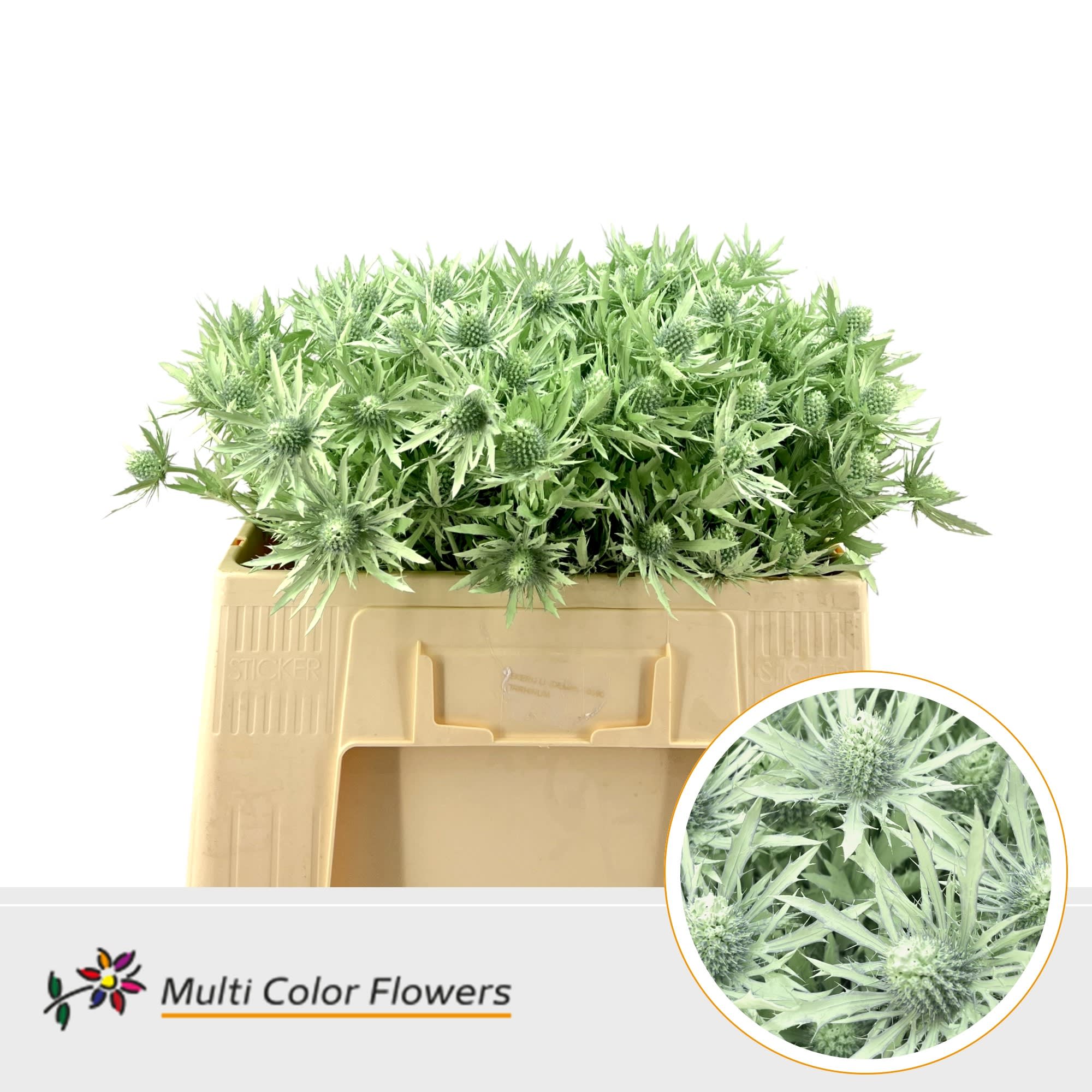 Срезанные цветы оптом Eryngium paint mint от 60шт из Голландии с доставкой по России