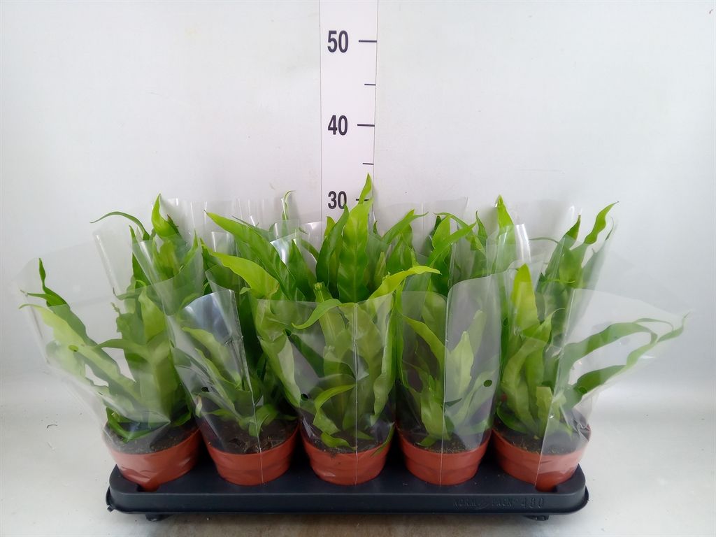 Горшечные цветы и растения оптом Asplenium Antiquum от 10шт из Голландии с доставкой по России
