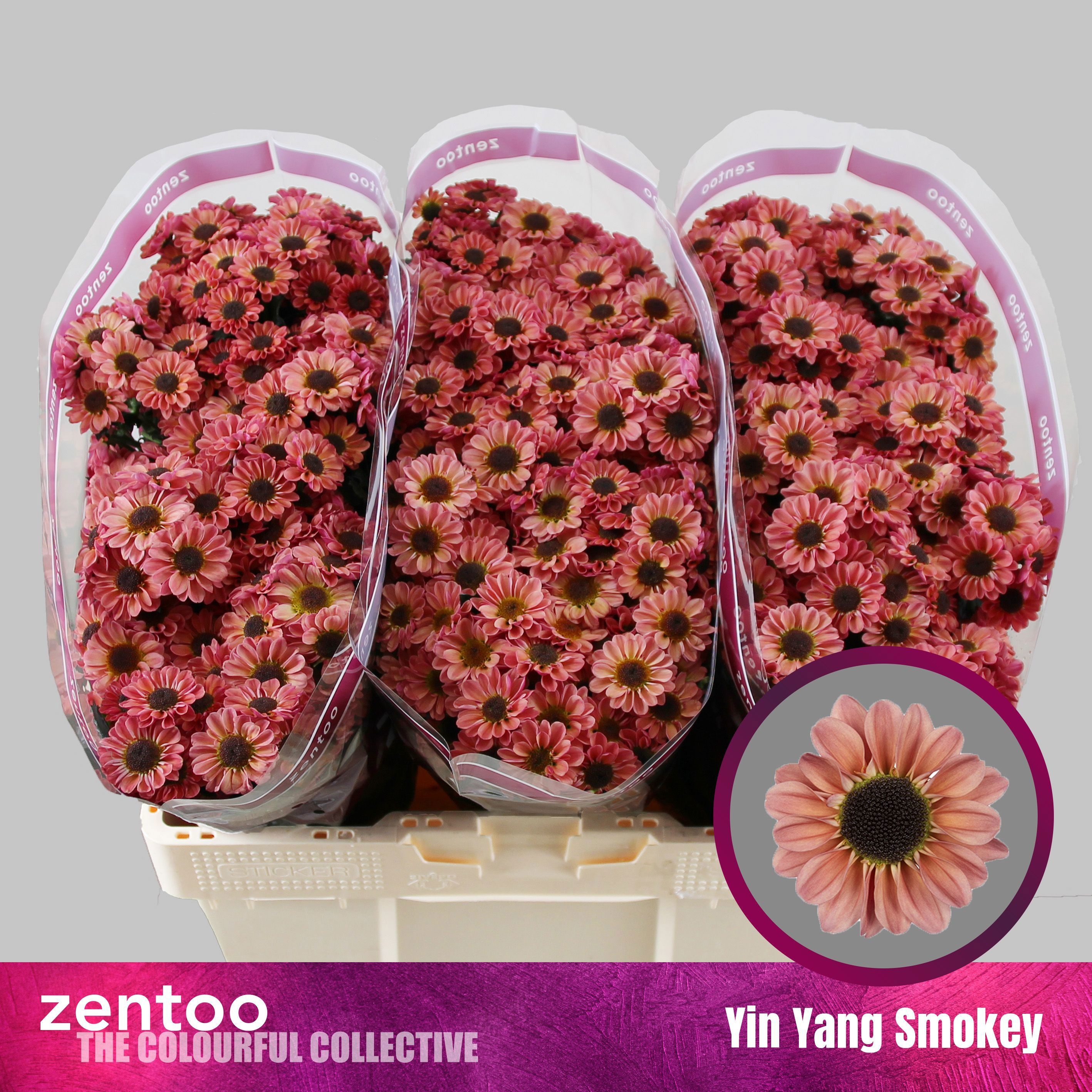 Срезанные цветы оптом Chrys sa yin yang smokey от 75шт из Голландии с доставкой по России
