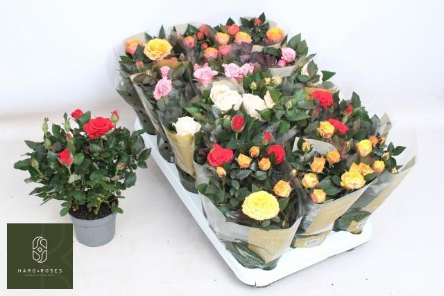 Горшечные цветы и растения оптом Ro Kordan Grande Gem от 15шт из Голландии с доставкой по России