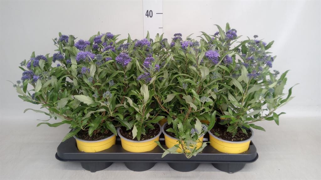 Горшечные цветы и растения оптом Caryopteris ... от 8шт из Голландии с доставкой по России