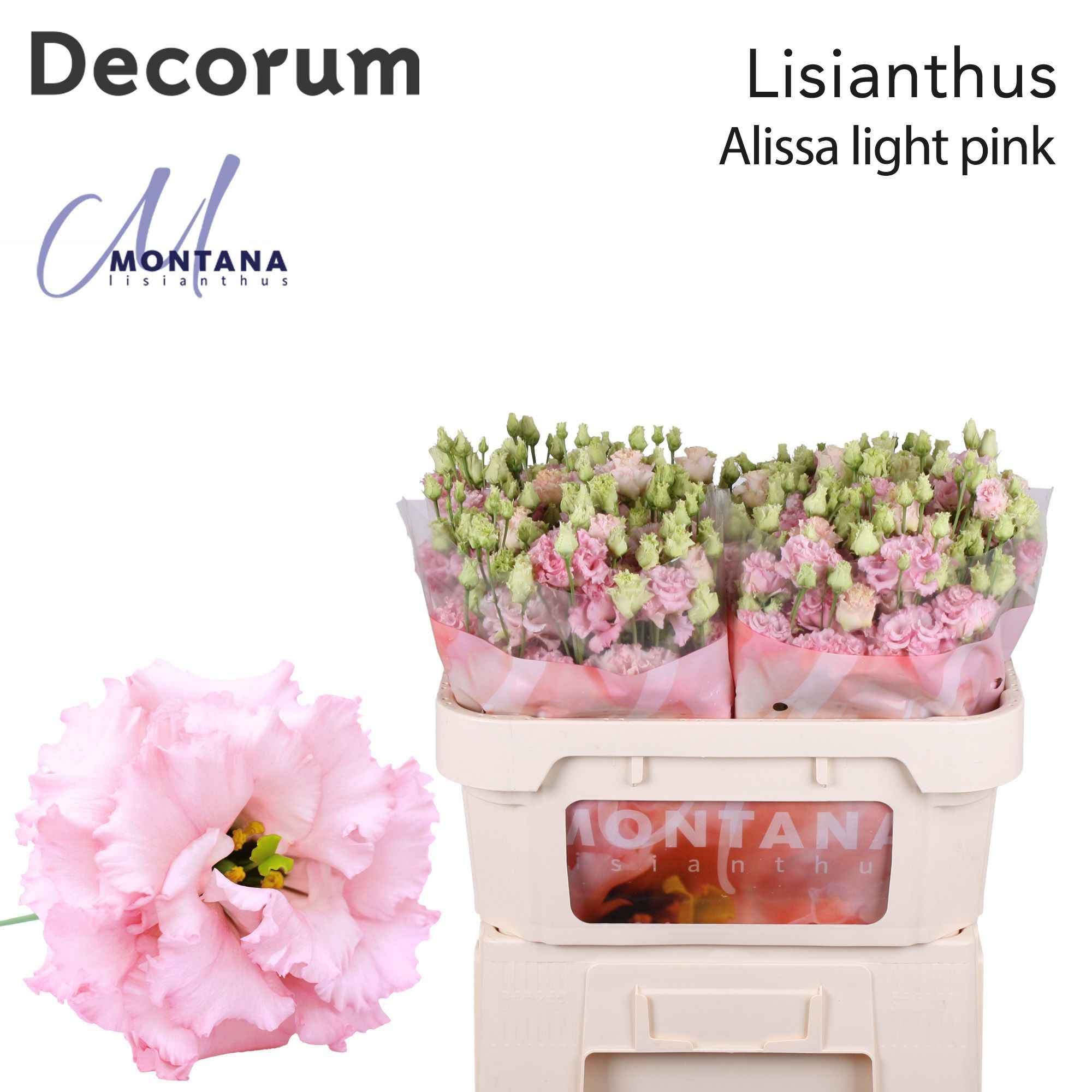 Срезанные цветы оптом Lisianthus do alissa light pink от 40шт из Голландии с доставкой по России