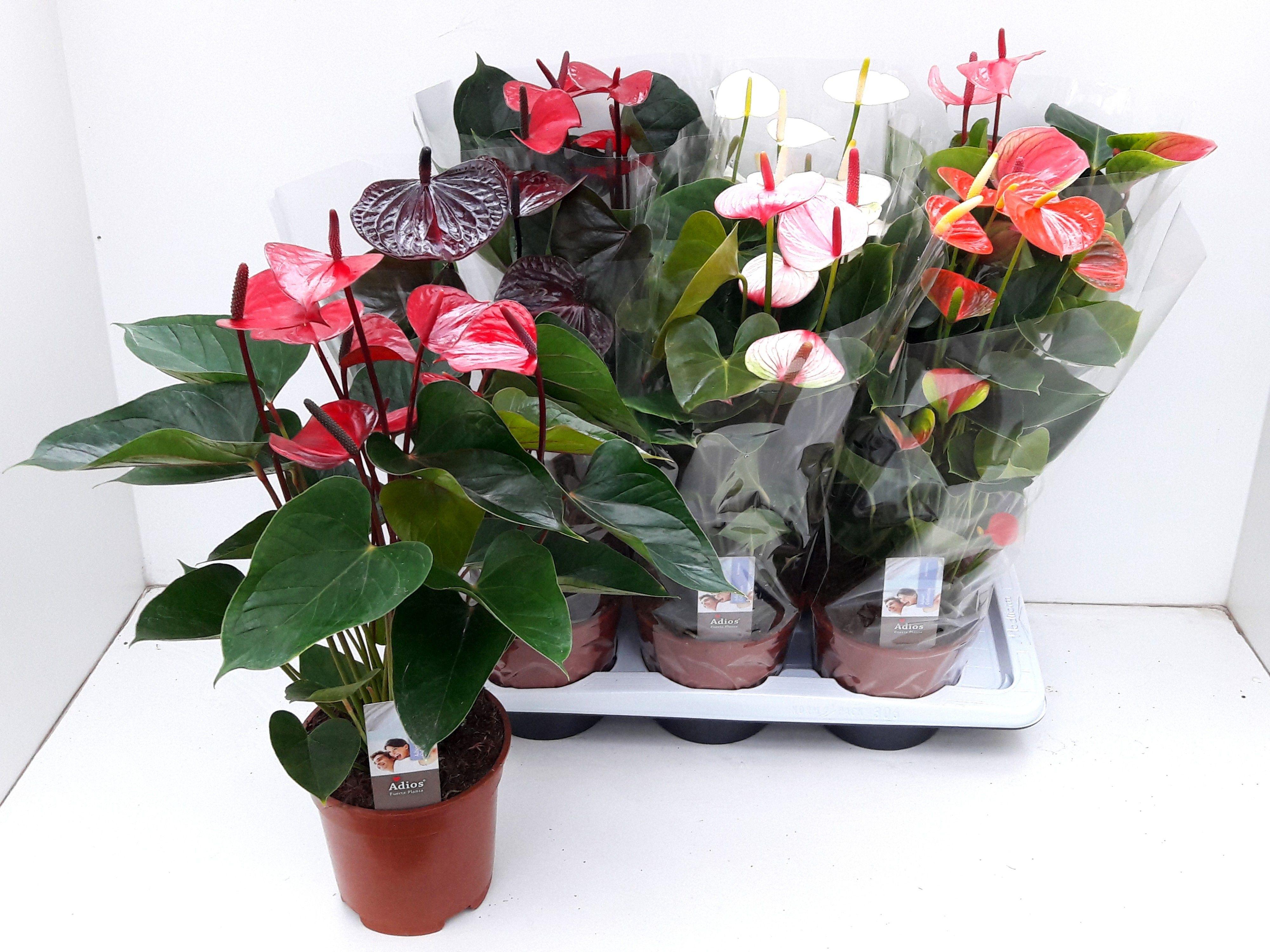 Горшечные цветы и растения оптом Anthu An Gem 6 Kl от 6шт из Голландии с доставкой по России