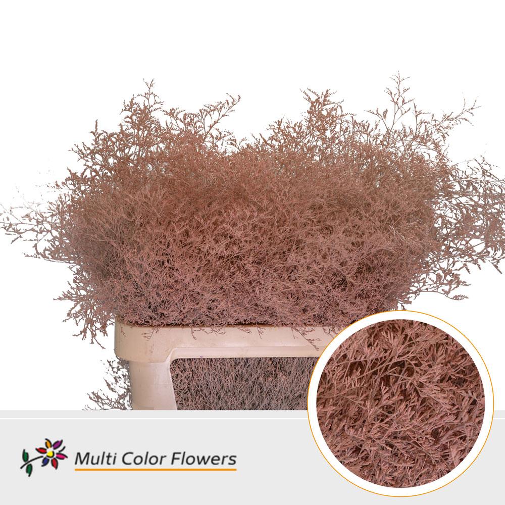 Срезанные цветы оптом Limonium beltlaard paint apricot от 25шт из Голландии с доставкой по России