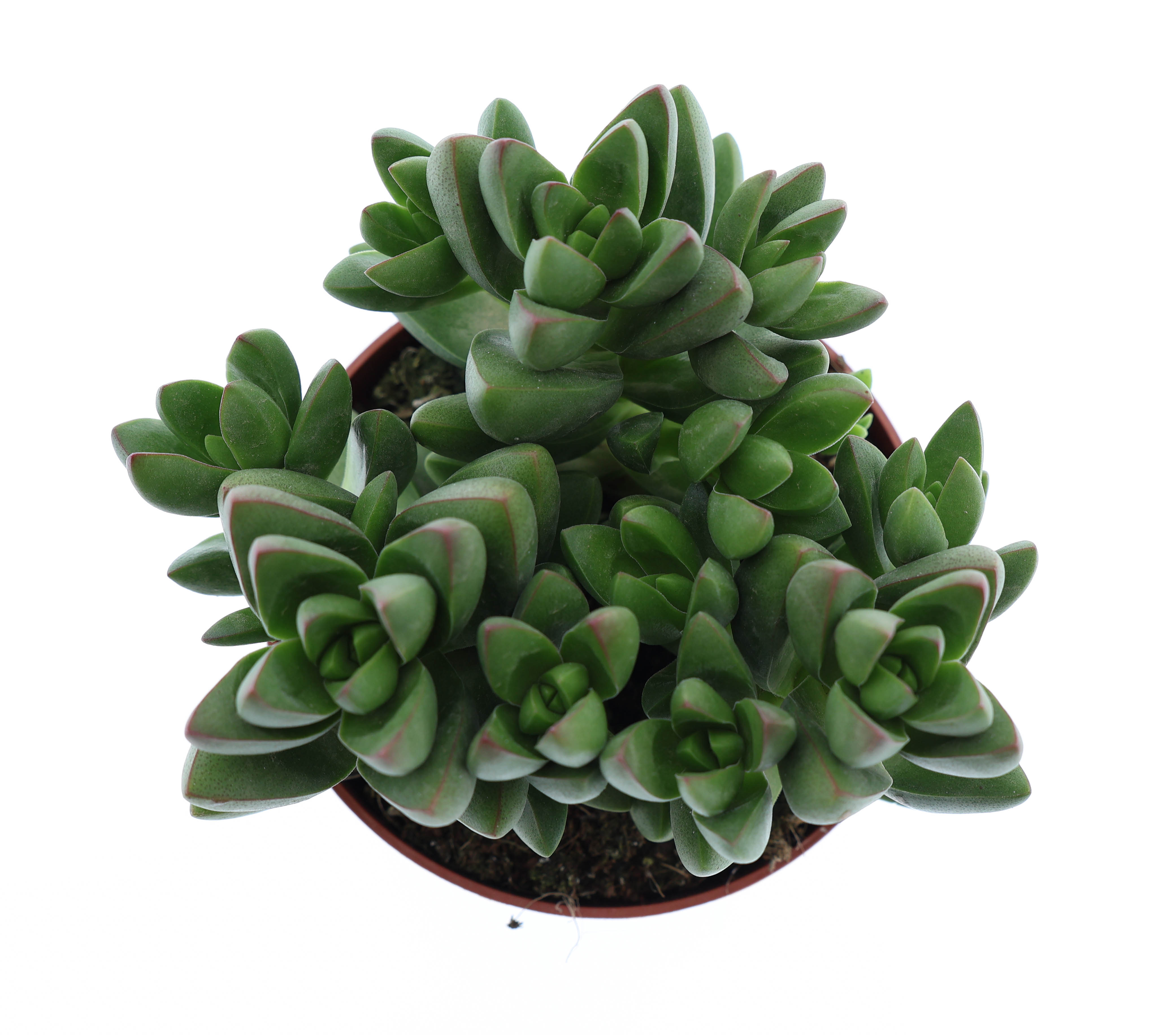 Горшечные цветы и растения оптом Crassula Ben от 8шт из Голландии с доставкой по России