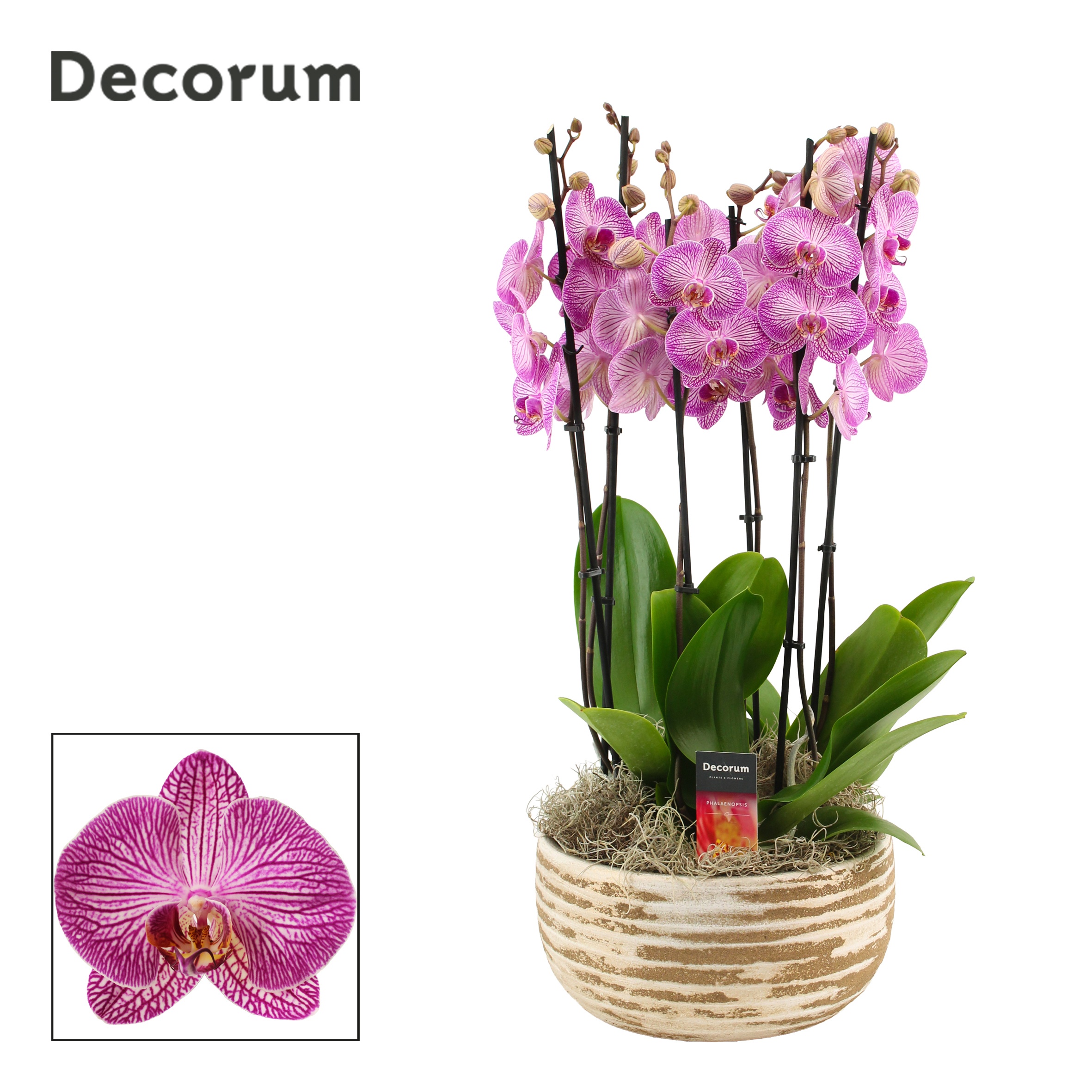 Горшечные цветы и растения оптом Phal Ov Paars от 1шт из Голландии с доставкой по России