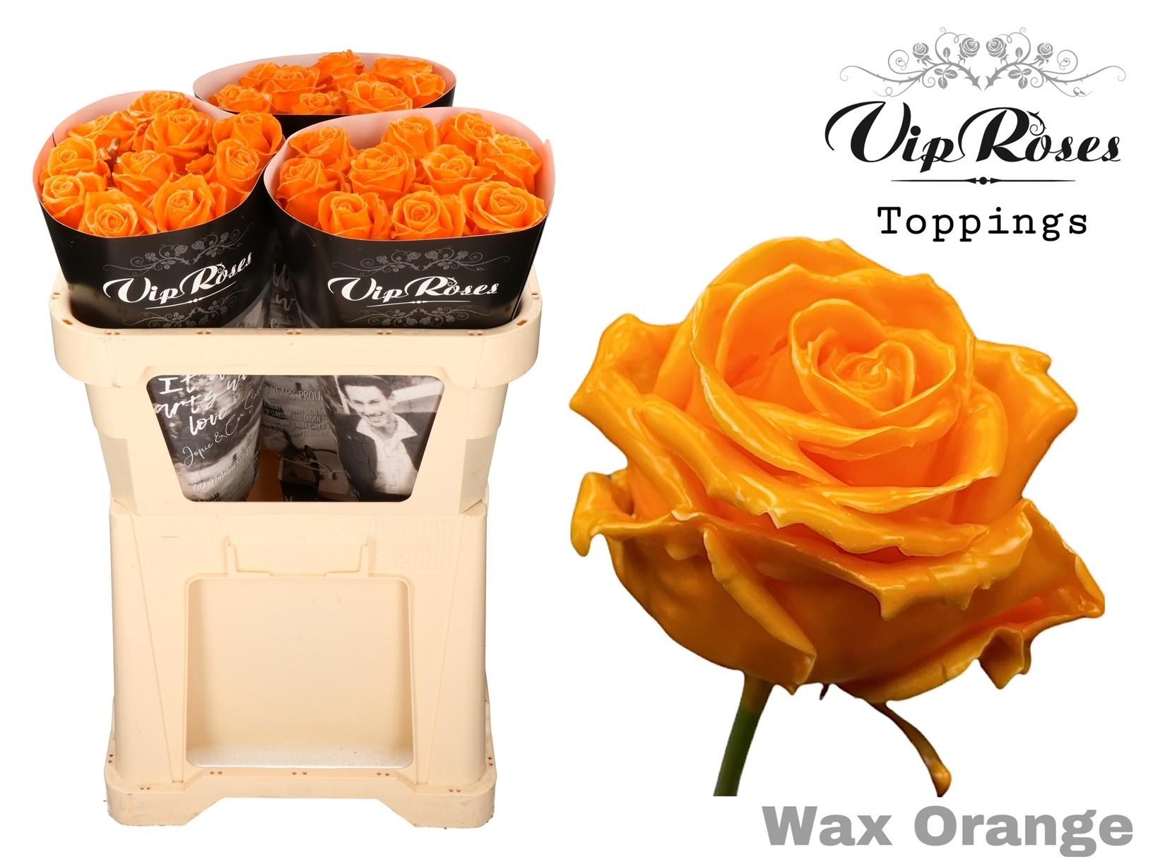 Срезанные цветы оптом Rosa large wax orange от 30шт из Голландии с доставкой по России