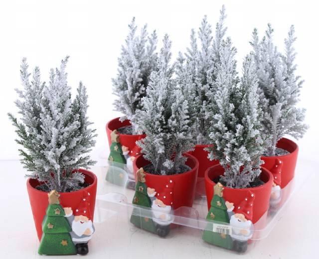 Горшечные цветы и растения оптом Chamaecyparis Laws Ellwoodii With Deco от 6шт' из Голландии с доставкой по России