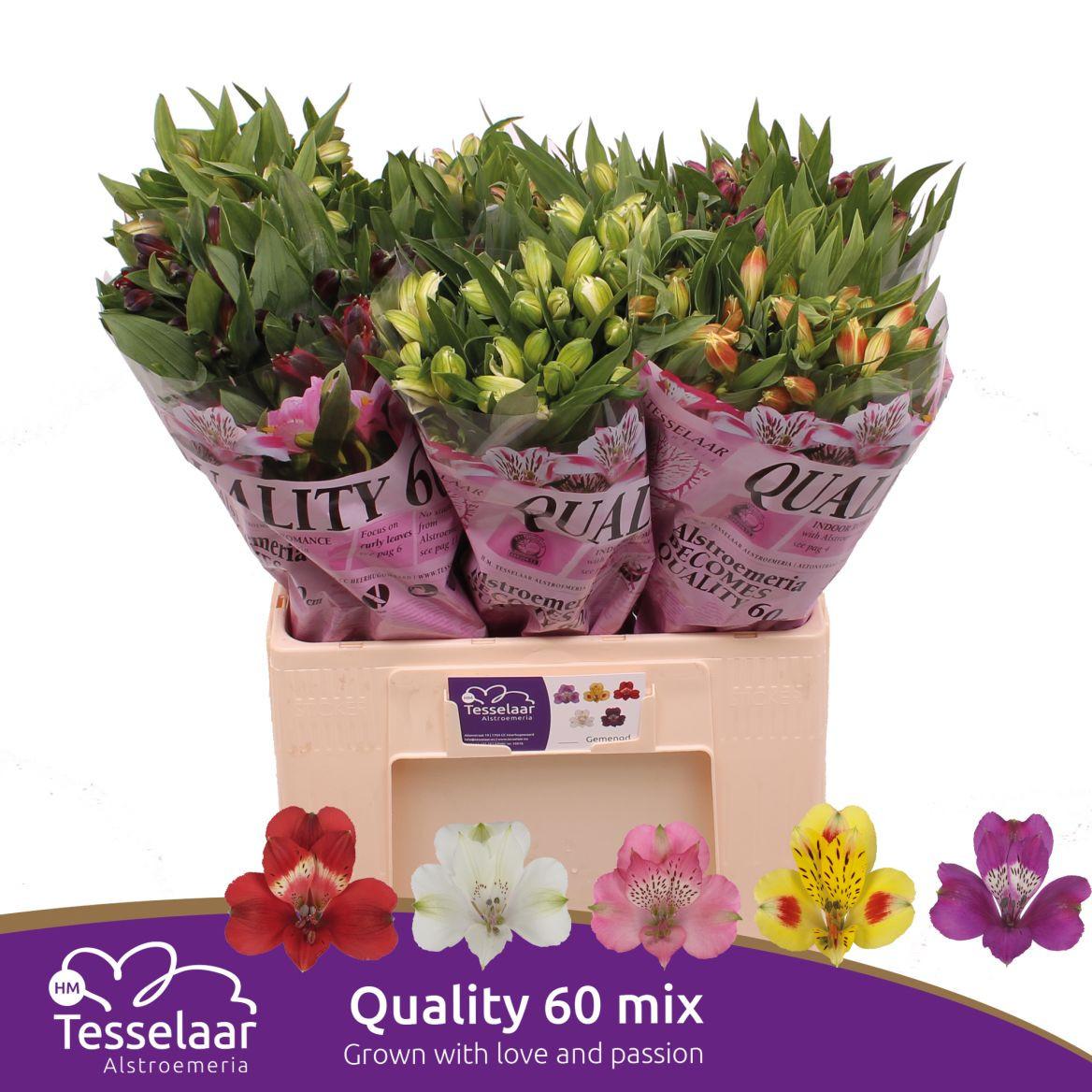 Срезанные цветы оптом Alstroemeria mix in bucket от 60шт из Голландии с доставкой по России