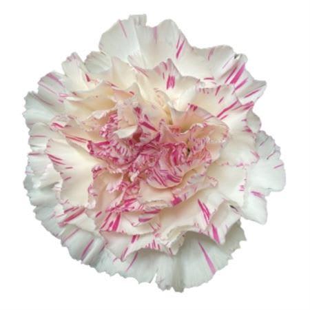 Срезанные цветы оптом Dianthus st yukari cherry от 80шт. из Голландии с доставкой по России