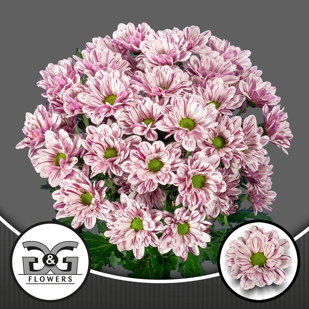 Срезанные цветы оптом Chrys sp festival от 80шт из Голландии с доставкой по России