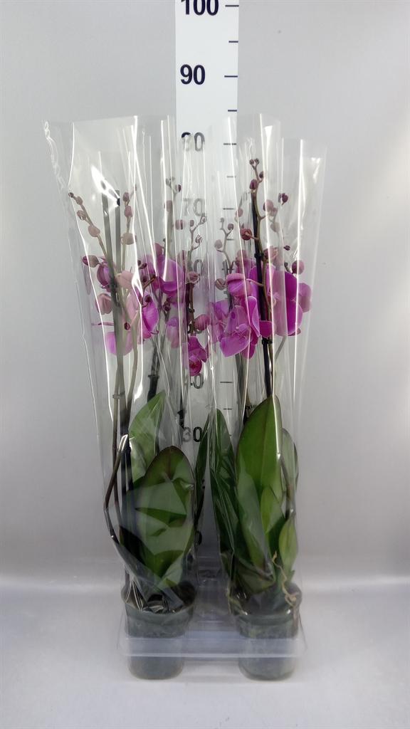 Горшечные цветы и растения оптом Phalaenopsis ...lilac от 4шт из Голландии с доставкой по России