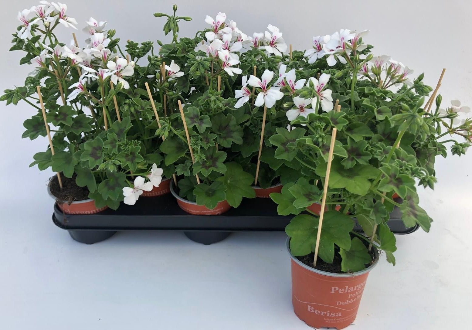 Горшечные цветы и растения оптом Pel Pelt Ov от 12шт из Голландии с доставкой по России