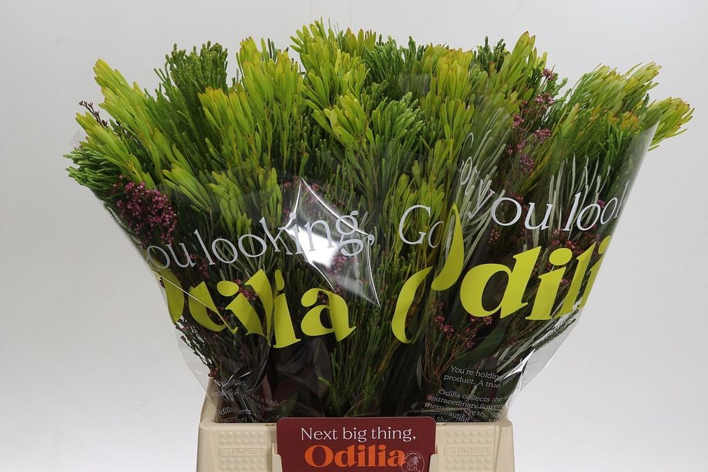 Срезанные цветы оптом Exoten safari green от 4шт из Голландии с доставкой по России