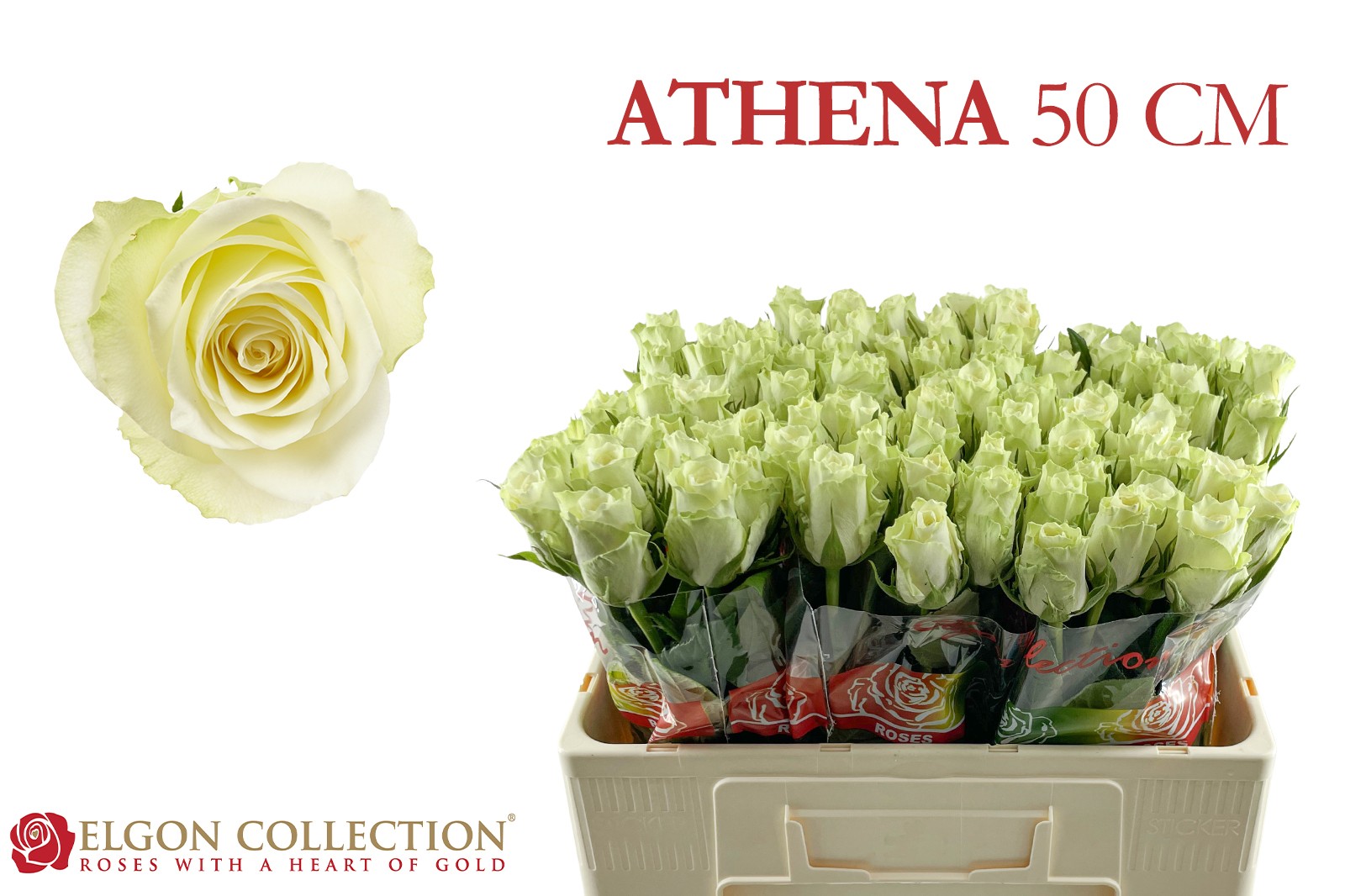 Срезанные цветы оптом Rosa large athena от 440шт из Голландии с доставкой по России