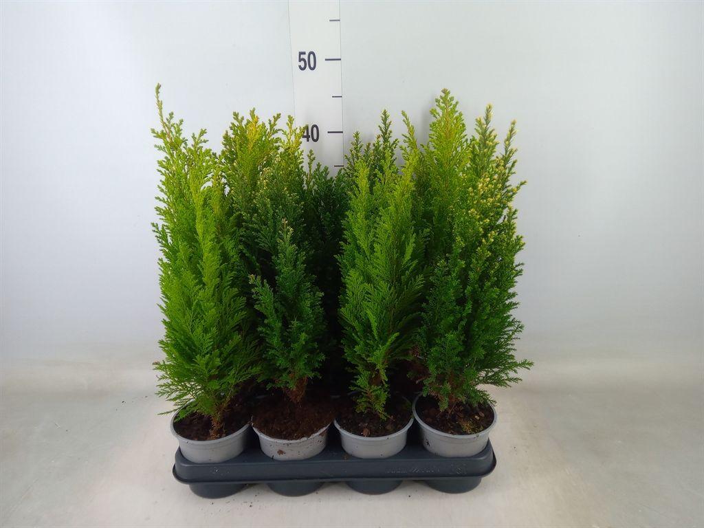 Горшечные цветы и растения оптом Conifers ...mix от 11шт из Голландии с доставкой по России Горшечные цветы и растения оптом Conifers ...mix от 11шт из Голландии с доставкой по России