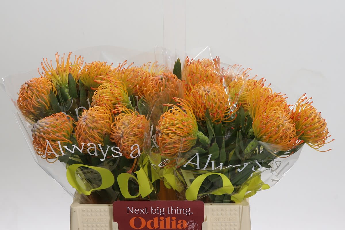 Срезанные цветы оптом Nutans ayoba sun от 30шт. из Голландии с доставкой по России