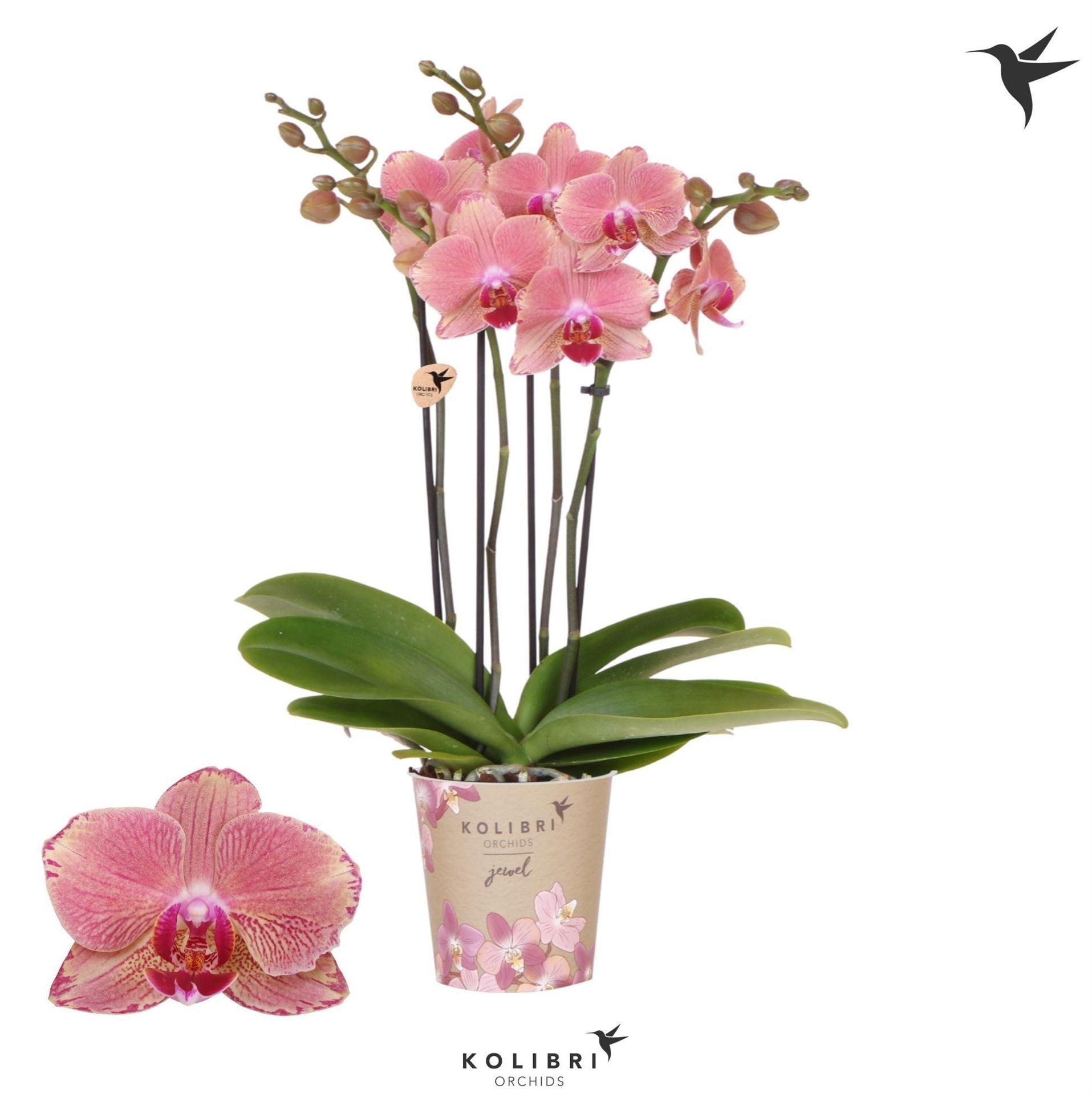 Горшечные цветы и растения оптом Phal Pirate Picotee Mutant от 6шт из Голландии с доставкой по России