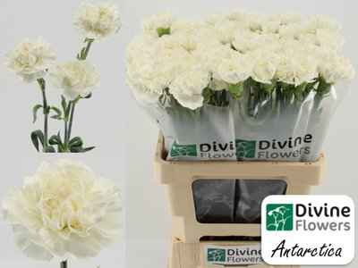 Срезанные цветы оптом Dianthus st antarctica от 80шт из Голландии с доставкой по России