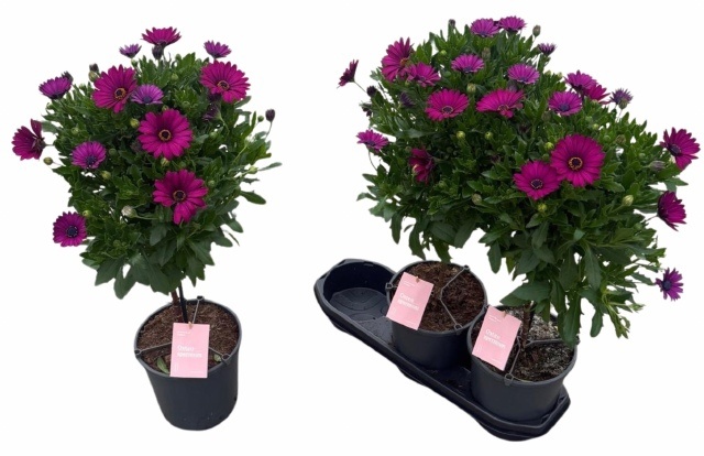 Горшечные цветы и растения оптом Osteo Sunny Mary от 3шт из Голландии с доставкой по России