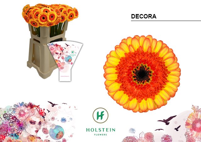 Срезанные цветы оптом Germini decora от 80шт из Голландии с доставкой по России