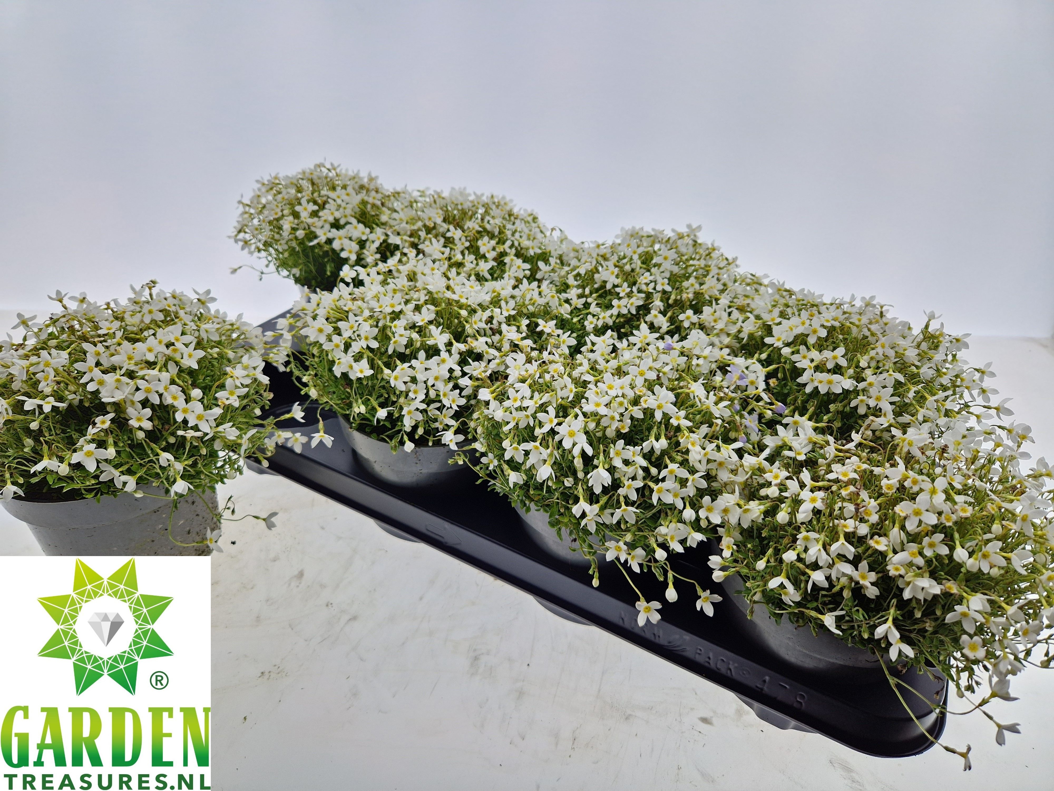 Горшечные цветы и растения оптом Houst Caerulea от 8шт из Голландии с доставкой по России