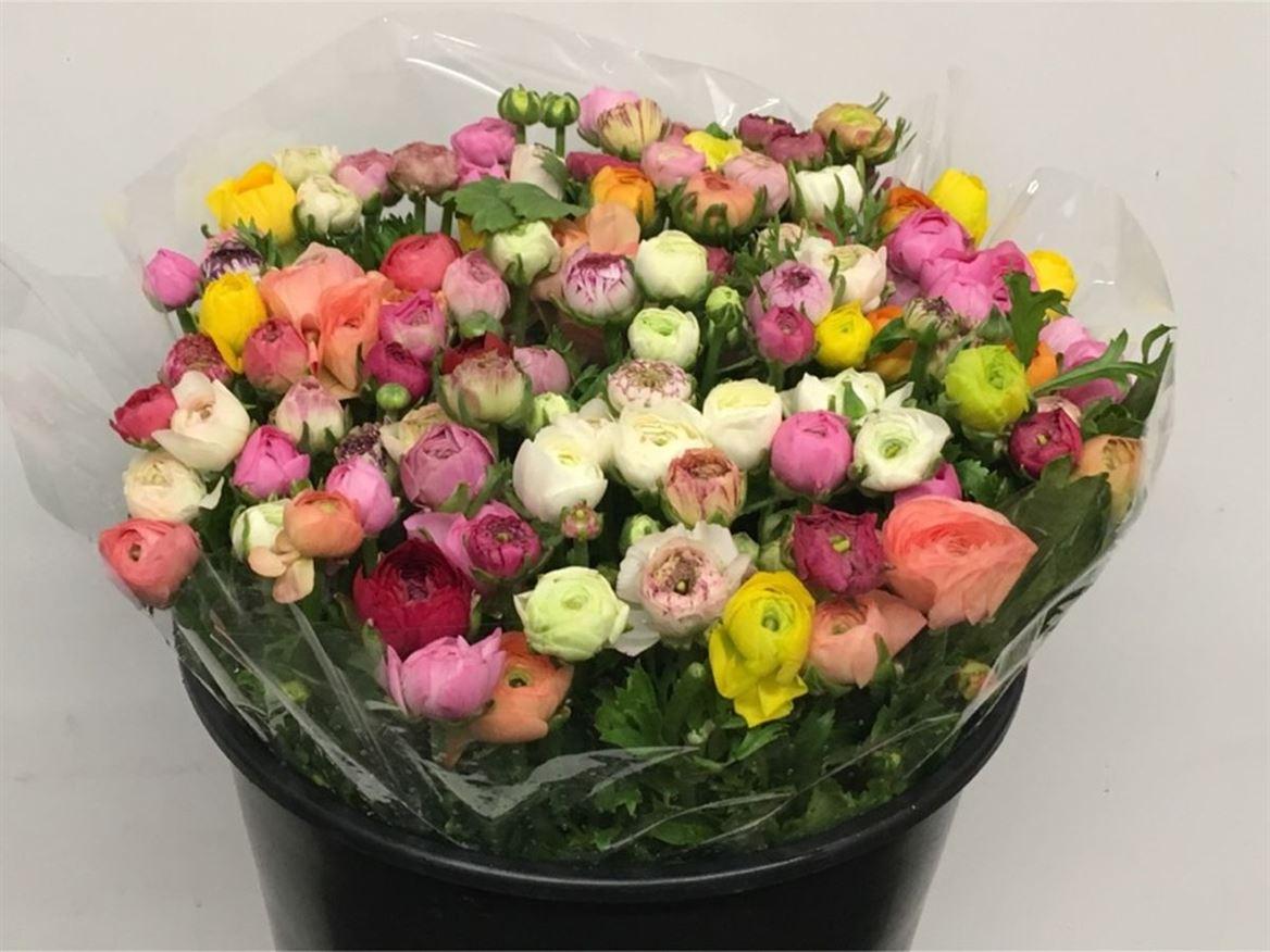 Срезанные цветы оптом Ranunculus mix in bucket от 100шт из Голландии с доставкой по России