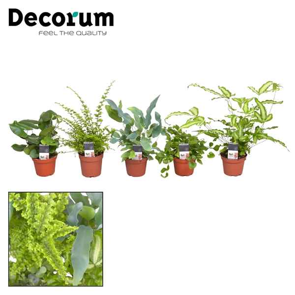 Горшечные цветы и растения оптом Fern Mix (decorum) от 16шт из Голландии с доставкой по России