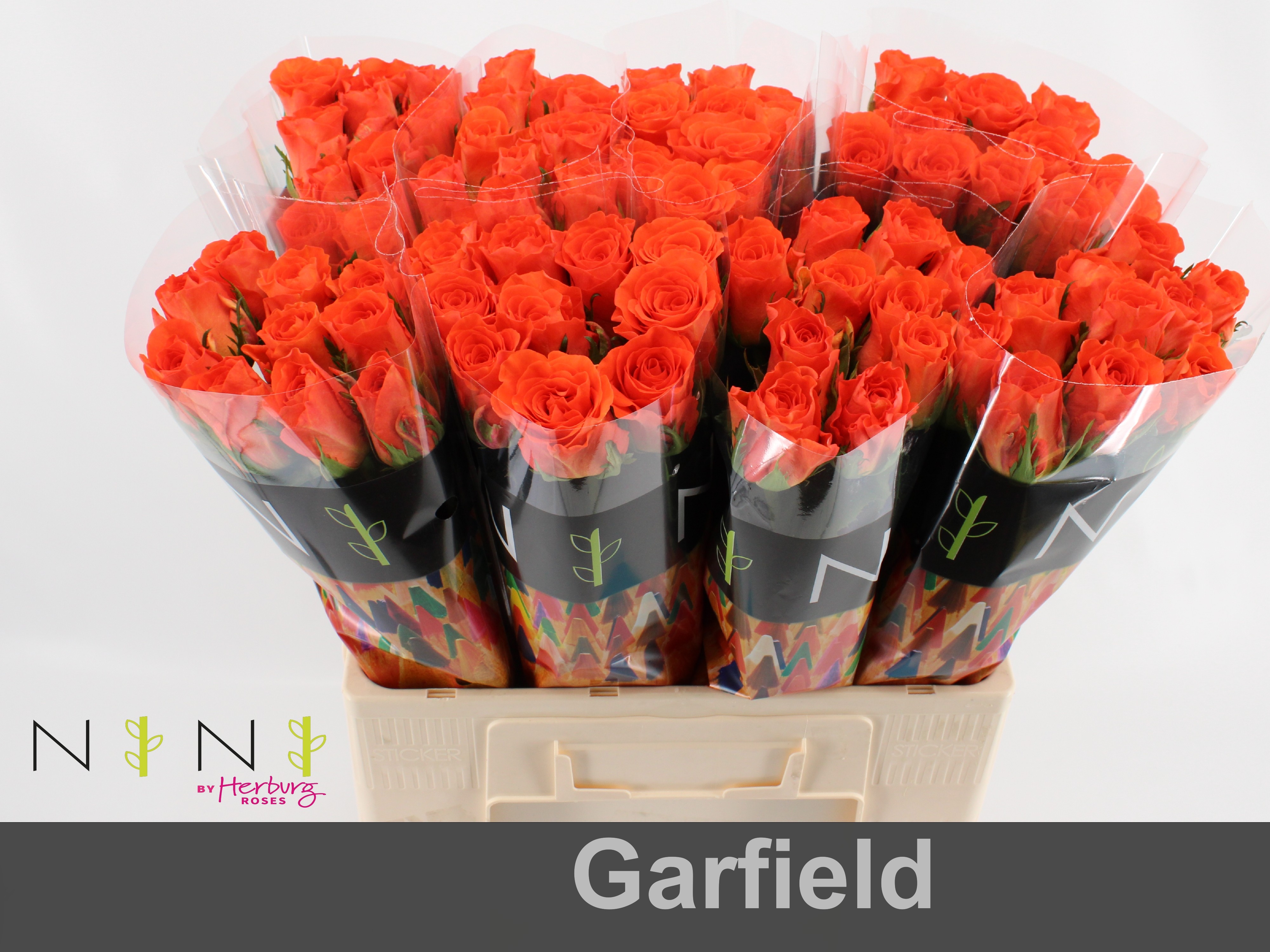 Срезанные цветы оптом Rosa large garfield+ от 80шт. из Голландии с доставкой по России