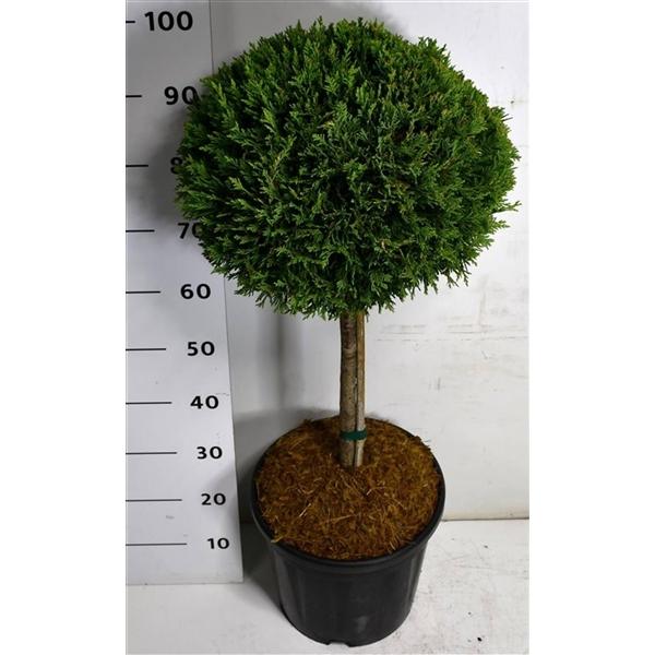 Горшечные цветы и растения оптом Cupressocyparis L Castlewellan Gold On Stem от 1шт из Голландии с доставкой по России