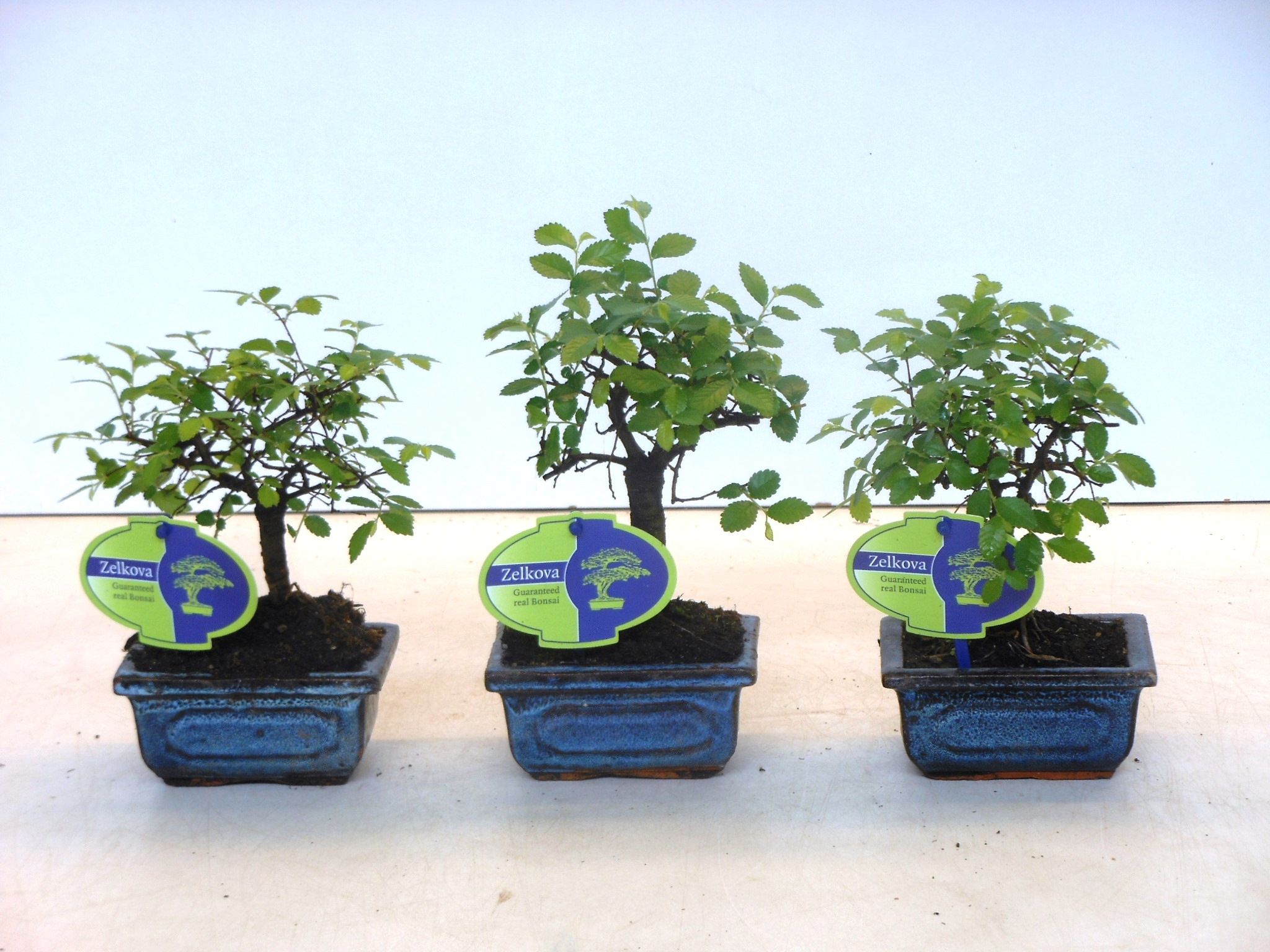 Горшечные цветы и растения оптом Bonsai Zelkova Parvifolia, Without от 12шт из Голландии с доставкой по России