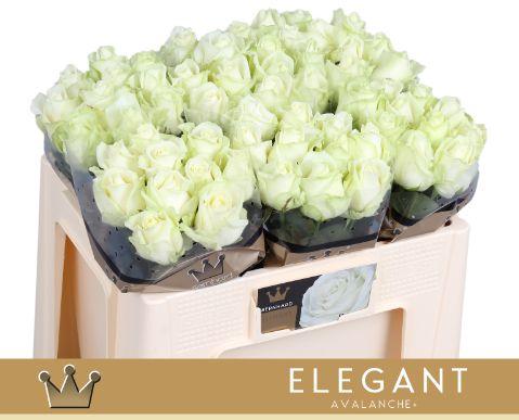 Срезанные цветы оптом Rosa large avalanche+ Bernhard Elegant от 60шт из Голландии с доставкой по России
