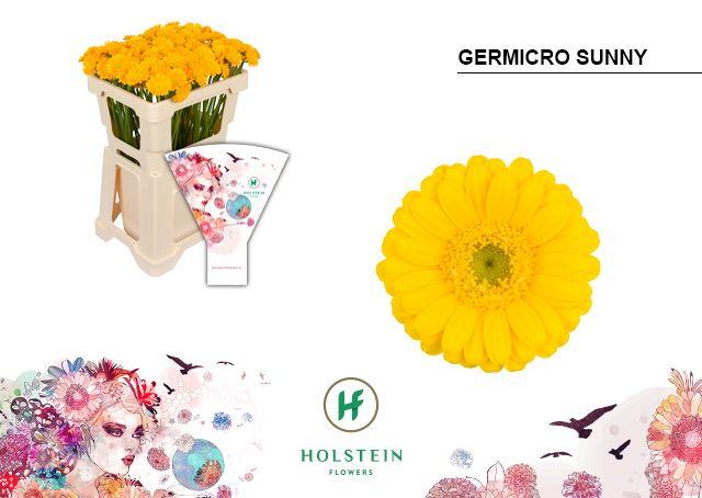 Срезанные цветы оптом Germini nano germicro canari от 100шт из Голландии с доставкой по России