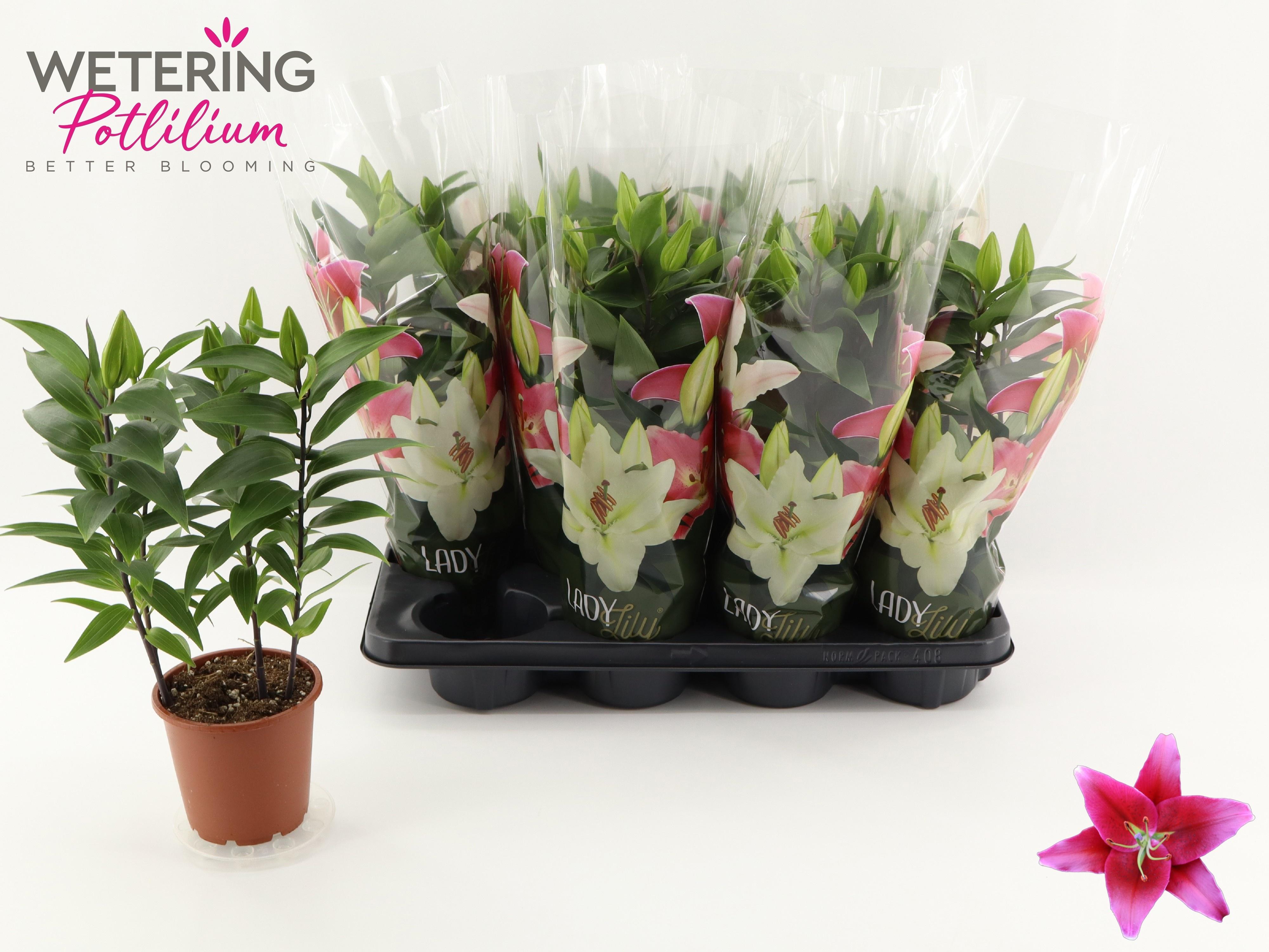 Горшечные цветы и растения оптом Lil Or Sunny Keys от 8шт из Голландии с доставкой по России