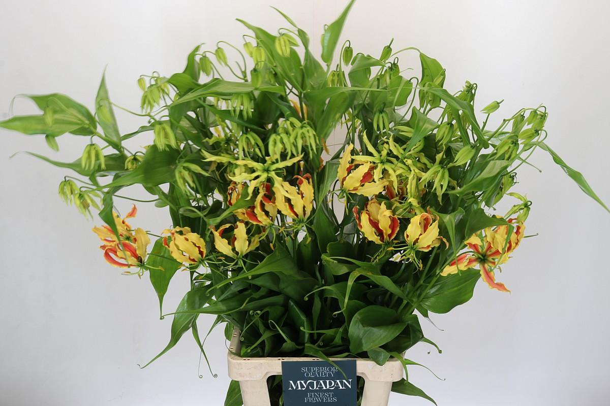 Срезанные цветы оптом Gloriosa zipang sasayo от 20шт из Голландии с доставкой по России