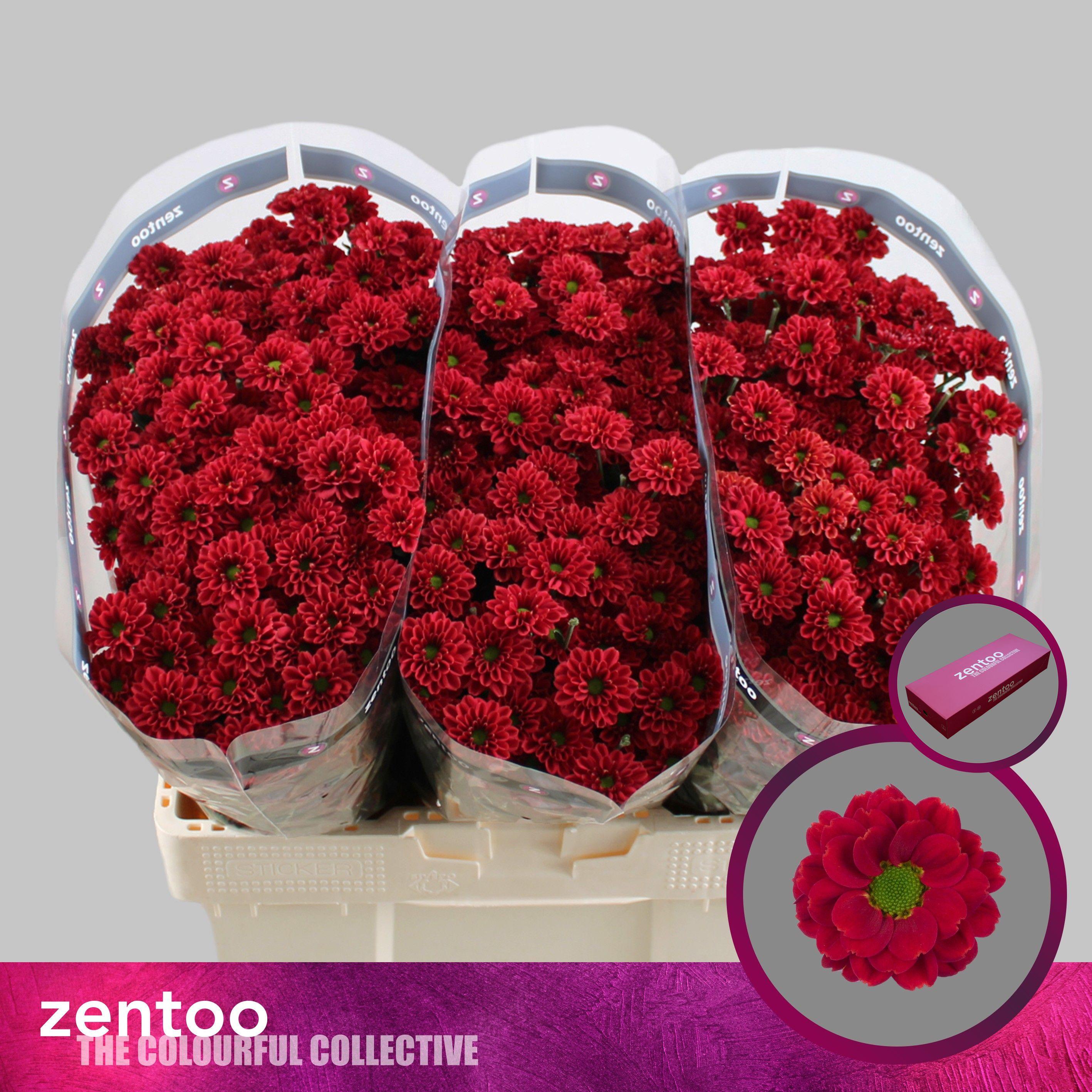 Срезанные цветы оптом Chrys sa melissa red от 75шт из Голландии с доставкой по России