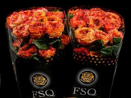 Срезанные цветы оптом Rosa ec el fuego от 20шт из Голландии с доставкой по России