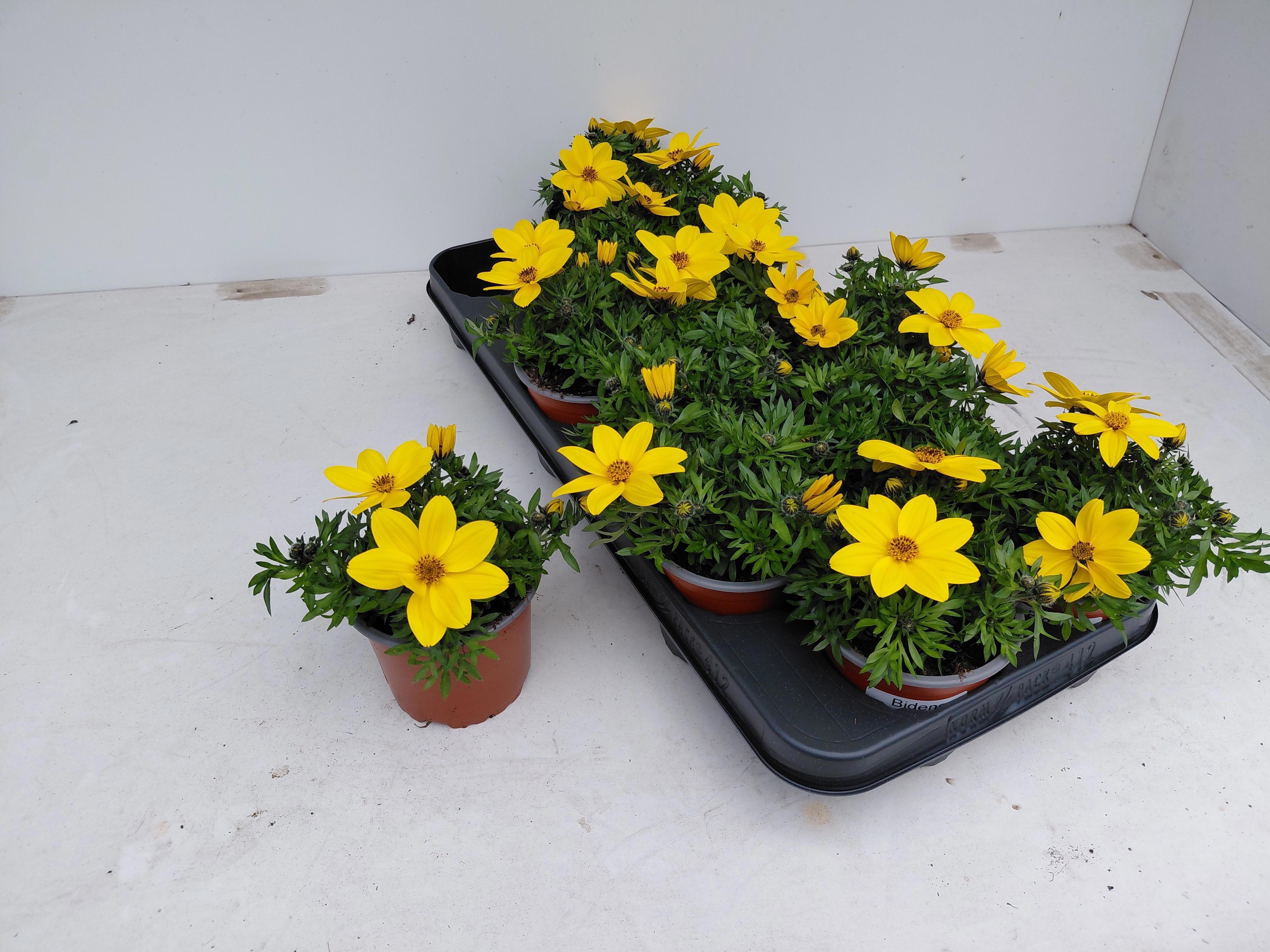 Горшечные цветы и растения оптом Bid Ov от 12шт из Голландии с доставкой по России