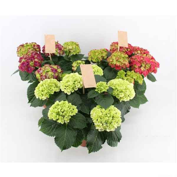 Горшечные цветы и растения оптом Hydrangea Ma Pure Mix 5+ от 6шт из Голландии с доставкой по России