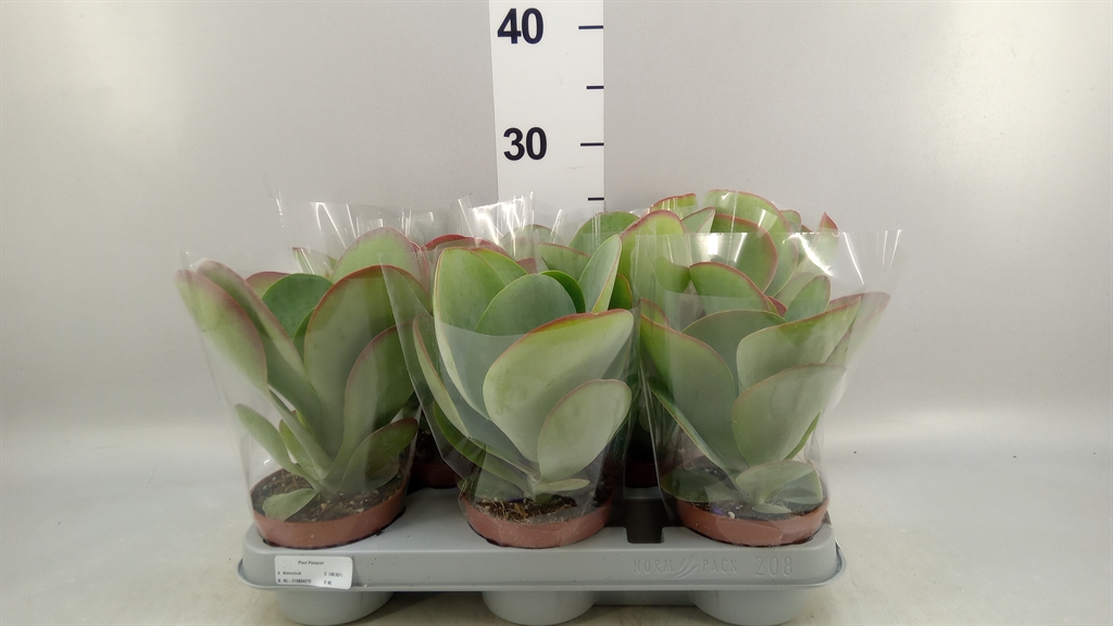Горшечные цветы и растения оптом Kalanchoe Nf Thyrsiflora red Lips от 8шт из Голландии с доставкой по России